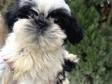 Sıfır Burun Biblo Gibi Shih Tzu