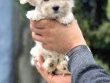 Morkie Bebeğim