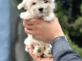 Morkie Bebeğim