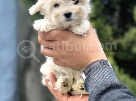 Morkie Bebeğim görsel