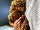 Kahverengi Dişi Minyatür Yavru Poodle