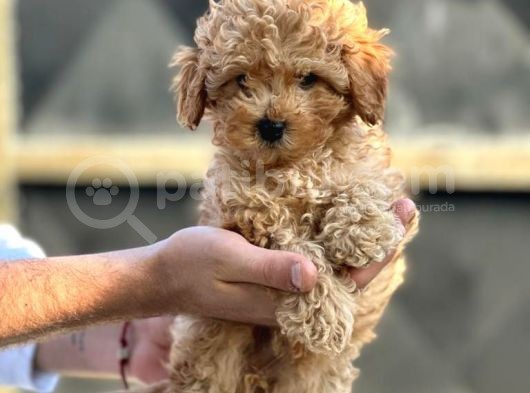 Çok Sevi̇mli̇ Poodle Yavrulari Yeni̇ Dostlarini Bekli̇yor