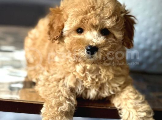Çok Sevi̇mli̇ Poodle Yavrulari Yeni̇ Dostlarini Bekli̇yor görsel