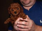 Çok Sevi̇mli̇ Poodle Yavrulari Yeni̇ Dostlarini Bekli̇yor