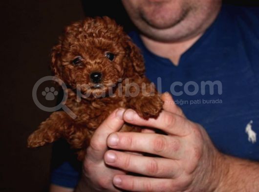 Çok Sevi̇mli̇ Poodle Yavrulari Yeni̇ Dostlarini Bekli̇yor görsel