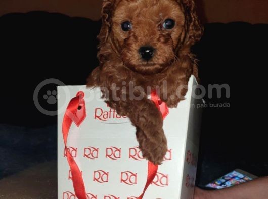 Çok Sevi̇mli̇ Poodle Yavrulari Yeni̇ Dostlarini Bekli̇yor görsel
