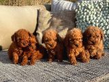 Çok Sevi̇mli̇ Poodle Yavrulari Yeni̇ Dostlarini Bekli̇yor