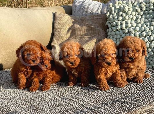 Çok Sevi̇mli̇ Poodle Yavrulari Yeni̇ Dostlarini Bekli̇yor görsel