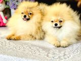 Bi̇r Bi̇ri̇nden  Güzel Ve Sevi̇mli̇ Pomerani̇an Boo Yavru Köpekler