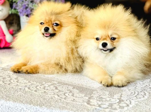Bi̇r Bi̇ri̇nden  Güzel Ve Sevi̇mli̇ Pomerani̇an Boo Yavru Köpekler