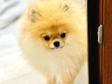 Bi̇r Bi̇ri̇nden  Güzel Ve Sevi̇mli̇ Pomerani̇an Boo Yavru Köpekler