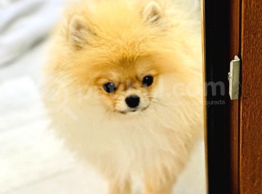 Bi̇r Bi̇ri̇nden  Güzel Ve Sevi̇mli̇ Pomerani̇an Boo Yavru Köpekler görsel