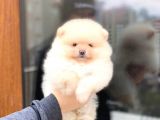 Bi̇r Bi̇ri̇nden  Güzel Ve Sevi̇mli̇ Pomerani̇an Boo Yavru Köpekler