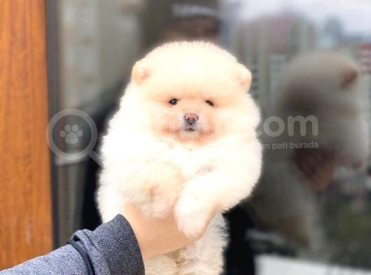 Bi̇r Bi̇ri̇nden  Güzel Ve Sevi̇mli̇ Pomerani̇an Boo Yavru Köpekler görsel