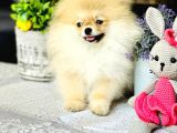Bi̇r Bi̇ri̇nden  Güzel Ve Sevi̇mli̇ Pomerani̇an Boo Yavru Köpekler