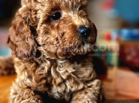 Çok Sevi̇mli̇ Poodle Yavrulari Yeni̇ Dostlarini Bekli̇yor görsel