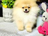 Bi̇r Bi̇ri̇nden  Güzel Ve Sevi̇mli̇ Pomerani̇an Boo Yavru Köpekler
