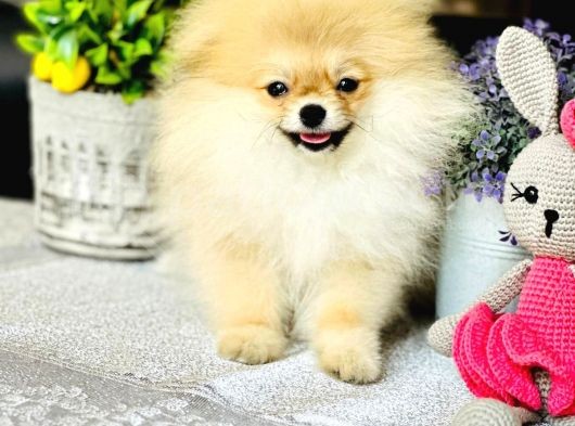 Bi̇r Bi̇ri̇nden  Güzel Ve Sevi̇mli̇ Pomerani̇an Boo Yavru Köpekler görsel