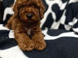 Çok Sevi̇mli̇ Poodle Yavrulari Yeni̇ Dostlarini Bekli̇yor