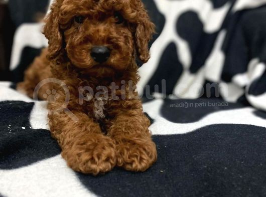 Çok Sevi̇mli̇ Poodle Yavrulari Yeni̇ Dostlarini Bekli̇yor görsel