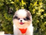 Bi̇r Bi̇ri̇nden  Güzel Ve Sevi̇mli̇ Pomerani̇an Boo Yavru Köpekler