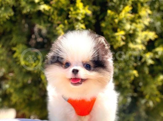 Bi̇r Bi̇ri̇nden  Güzel Ve Sevi̇mli̇ Pomerani̇an Boo Yavru Köpekler görsel