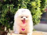 Bi̇r Bi̇ri̇nden  Güzel Ve Sevi̇mli̇ Pomerani̇an Boo Yavru Köpekler