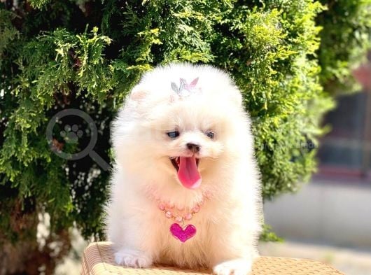 Bi̇r Bi̇ri̇nden  Güzel Ve Sevi̇mli̇ Pomerani̇an Boo Yavru Köpekler görsel