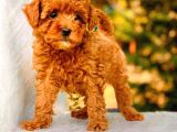 Çok Sevi̇mli̇ Poodle Yavrulari Yeni̇ Dostlarini Bekli̇yor