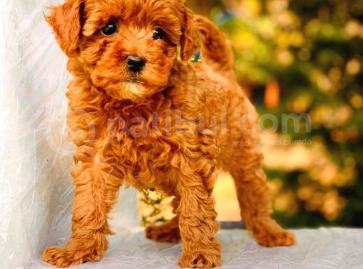 Çok Sevi̇mli̇ Poodle Yavrulari Yeni̇ Dostlarini Bekli̇yor görsel