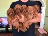 Çok Sevi̇mli̇ Poodle Yavrulari Yeni̇ Dostlarini Bekli̇yor