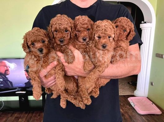Çok Sevi̇mli̇ Poodle Yavrulari Yeni̇ Dostlarini Bekli̇yor görsel