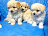 Aşılı Ve Orjinal Maltipolar Ailelerine Hazırlar