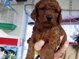 Red Toy Poodle Yavrular
