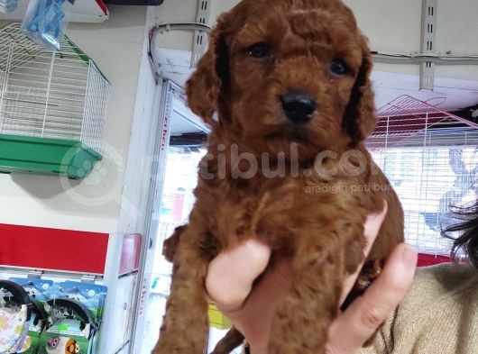 Red Toy Poodle Yavrular görsel
