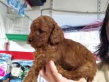 Red Toy Poodle Yavrular