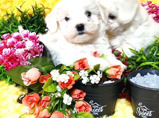 Maltese Teri̇er Yavru