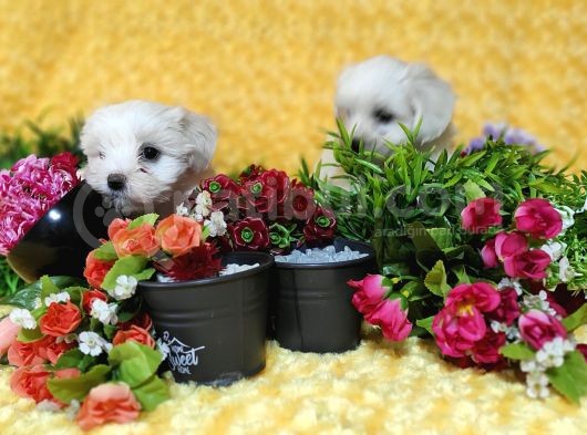 Maltese Teri̇er Yavru görsel