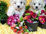 Maltese Teri̇er Yavru