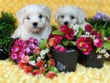 Maltese Teri̇er Yavru
