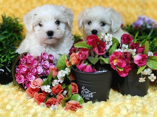 Maltese Teri̇er Yavru görsel