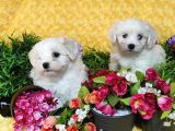 Maltese Teri̇er Yavru