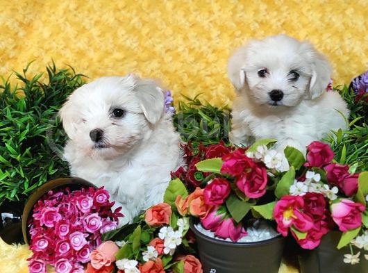 Maltese Teri̇er Yavru görsel