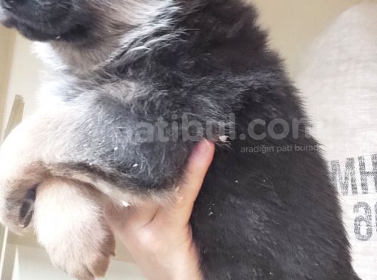 Turki̇ye De Bi̇r İlk Blue Alman Çoban Merakli̇si̇na görsel