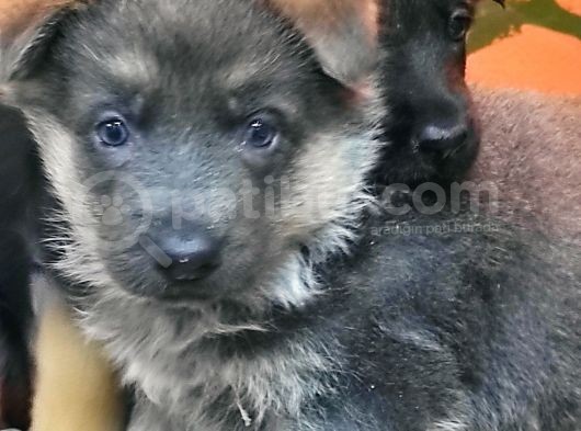 Turki̇ye De Bi̇r İlk Blue Alman Çoban Merakli̇si̇na görsel