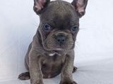 Exotic French Bulldog