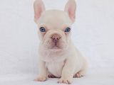 Exotic French Bulldog