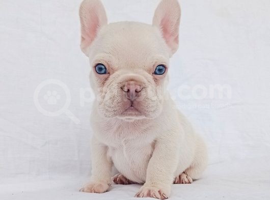 Exotic French Bulldog