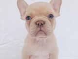 Exotic French Bulldog