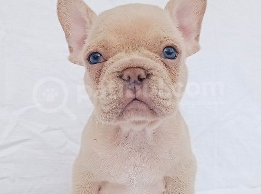 Exotic French Bulldog görsel
